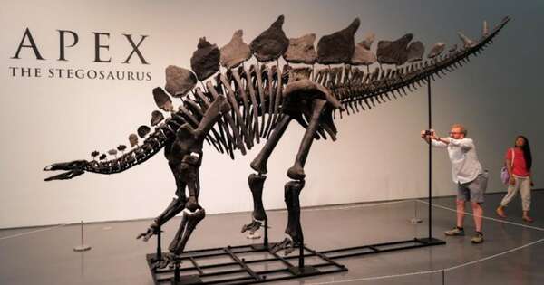 Diario HOY | Subastarán el fósil del dinosaurio más grande jamás puesto a la venta