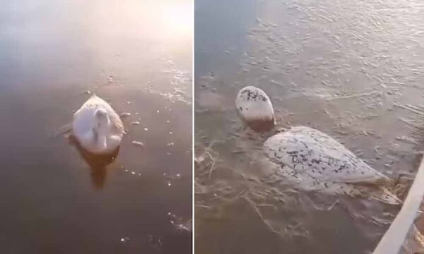 Animales se congelan en el agua por el frío extremo en Argentina – Prensa 5