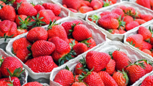 ¡Mañana inicia la feria de la frutilla!: 117 expositores se preparan para recibir a visitantes - trece