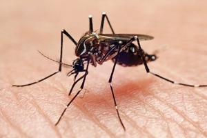 Bajas temperaturas no eliminan larvas de mosquitos, informan desde SENEPA - La Clave