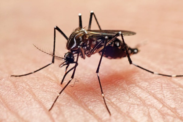Bajas temperaturas no eliminan larvas de mosquitos, informan desde SENEPA - La Clave