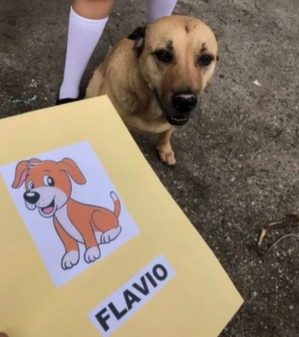 [VIDEO] “Flavio” el firulais callejero que recibió su título por terminar la primaria