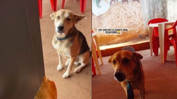 López, el perrito juky que desayuna, almuerza y cena varias empanadas