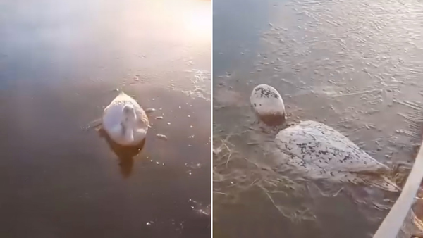 Animales se congelan en el agua por el frío extremo en Argentina - Noticiero Paraguay
