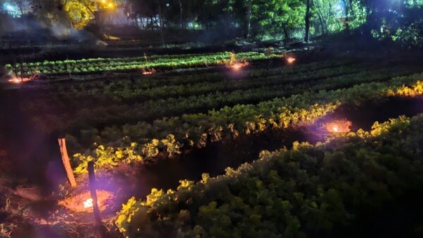 Un agricultor, con fogatas, evitó que el frío polar dañe su huerta