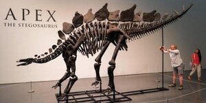 Subastarán el fósil del dinosaurio más grande jamás puesto a la venta