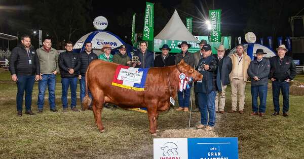 La Nación / Ganadera Sofía logró la Gran Campeona en la raza angus