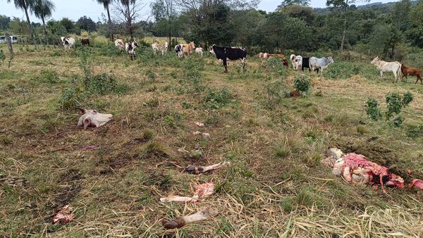 ENCONTRARON UN ANIMAL FAENADO POR ABIGEOS EN SAN LUIS DEL PNÁ. - Itapúa Noticias