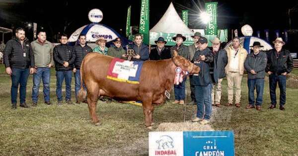 La Nación / Ganadera Sofía, la Gran Campeona en raza angus