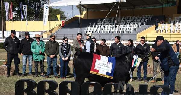 La Nación / Brangus premió ayer a los mejores terneros de bozal