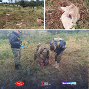 ABIGEATO EN SAN LUIS DEL PARANÁ - TVS