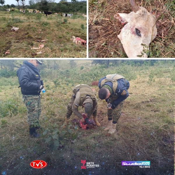 ABIGEATO EN SAN LUIS DEL PARANÁ - TVS