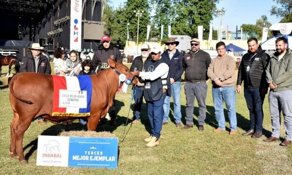 Tacuara Cardozo logra premiación de varios de sus animales de la raza Senepol