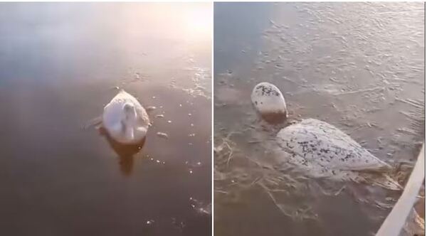 ANIMALES SE CONGELAN EN EL AGUA POR EL FRÍO EXTREMO EN ARGENTINA - Itapúa Noticias