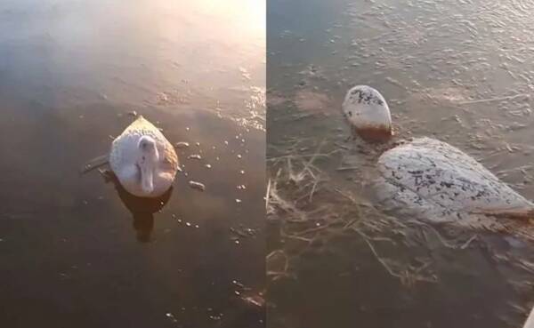 [VIDEOS] Ma'ena los patitos: se congelaron en el estanque de agua donde dormían