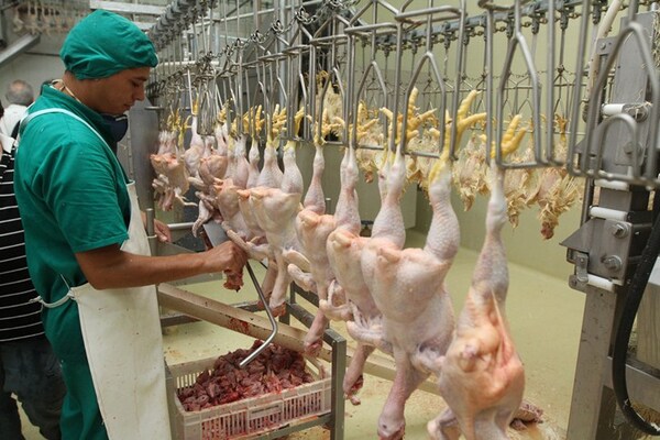 Sector avícola paraguayo busca ampliar su producción y llegar a nuevos mercados de exportación - MarketData