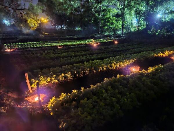 El “secreto” de un horticultor para proteger sus cultivos de las heladas - Clima - ABC Color