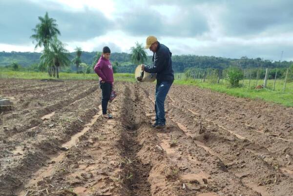 Agricultura entregó semillas de papa para 1.113 familias productoras de Paraguarí - ADN Digital