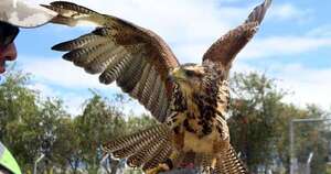 La Nación / La vuelta de aves rapaces controlando espacio aéreo podría ayudar a evitar incidentes en aeropuertos