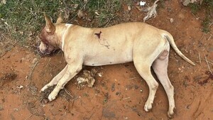 Agente policial mató de tres disparos a un perro pitbull
