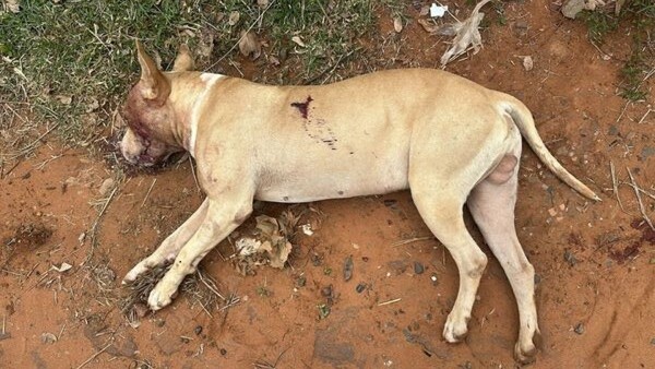 Agente policial mató de tres disparos a un perro pitbull