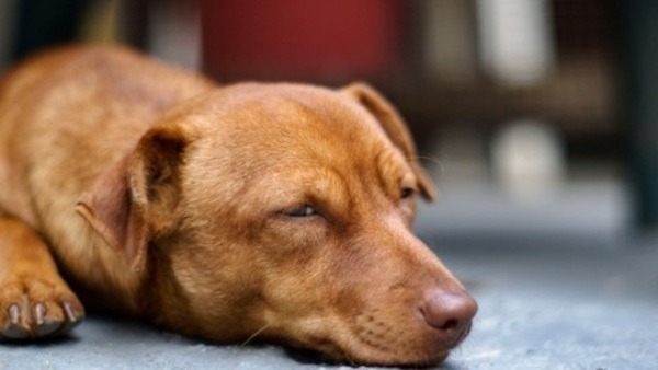 Los perros saben qué personas tienen malas intenciones, según estudio - San Lorenzo Hoy