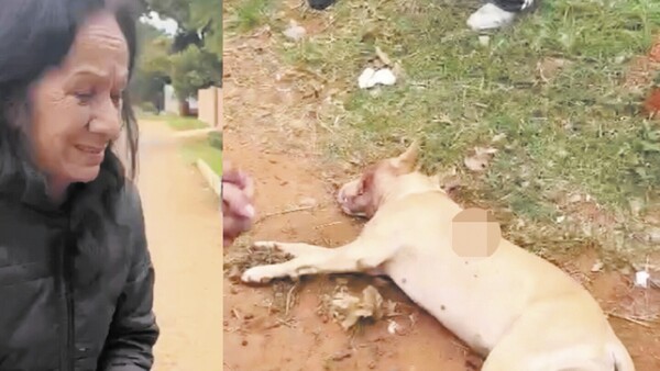 Detienen a policía por asesinar de 3 tiros a pitbull, en San Lorenzo