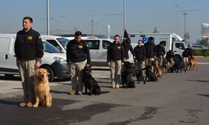 Futuros canes detectores de drogas y guías de la SENAD entrenan en Chile