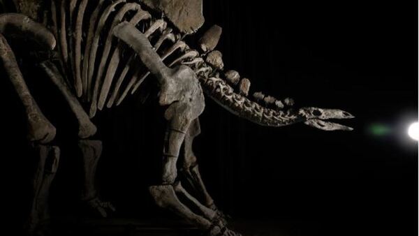 A sus 150 millones de años, un estegosaurio sale a la venta en Nueva York