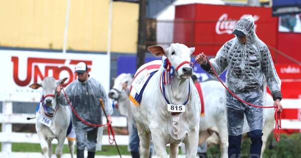 La Nación / Reducción de ingresos afecta a economías rurales