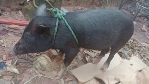 Sortea un kure hû para solventar internación de su mamá enferma