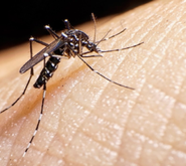 Registran importante descenso en casos de dengue - Paraguay.com