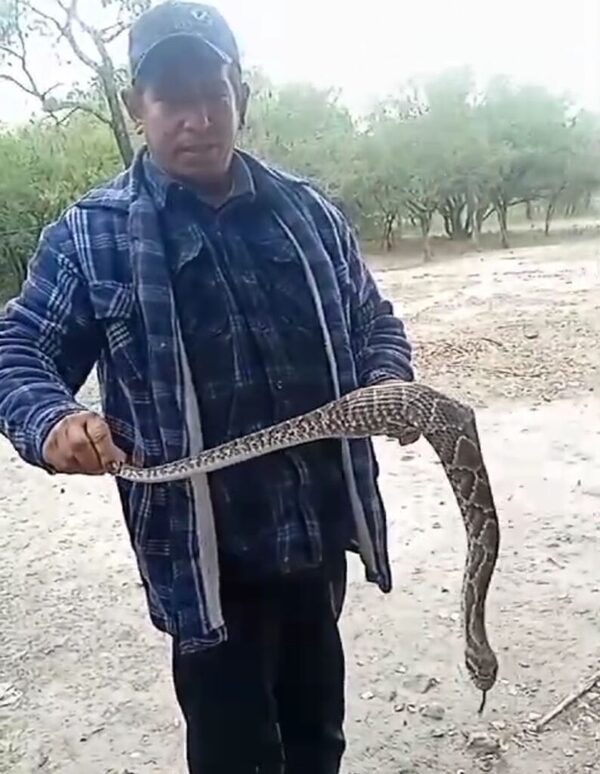 ¡Gran susto! Con machete sacó feroz yarará de su pieza