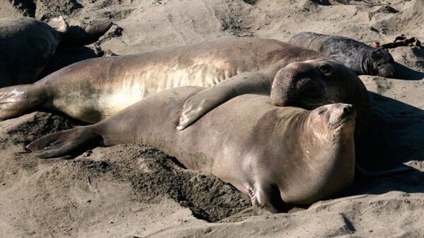 Primer caso de gripe aviar altamente patógenica en un mamífero marino en la Antártida