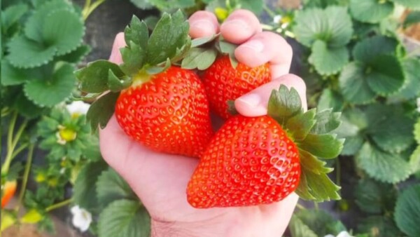Producción de frutilla en Concepción enfrenta desafíos por falta de tecnología
