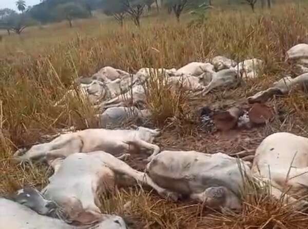Video: bajas temperaturas habría producido la muerte de animales vacunos en Horqueta - Nacionales - ABC Color