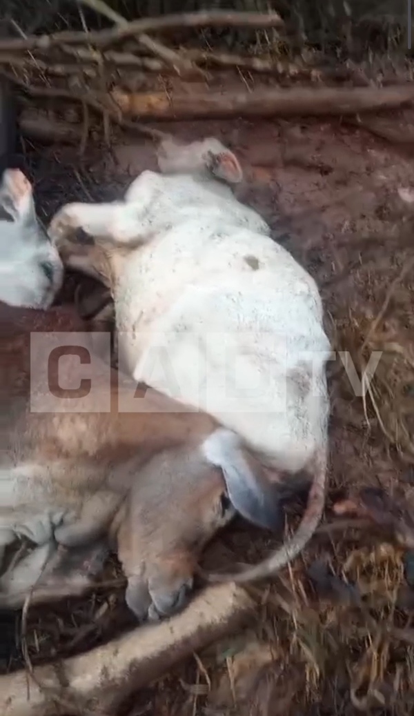 Presunta ola de frío en Horqueta podría haber causado la muerte de 105 vacunos