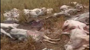 El frío mató a más de 100 vaquillas y toritos en Horqueta