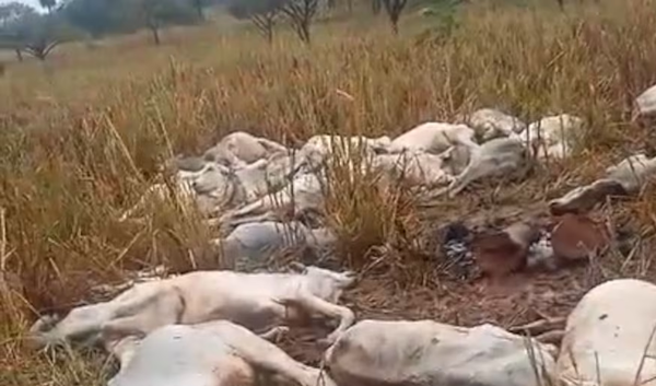 Bajas temperaturas habría producido la muerte de animales vacunos en Horqueta - Noticiero Paraguay