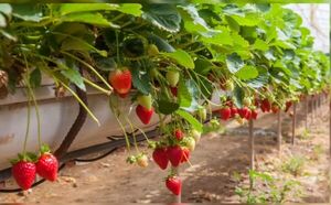 Familia rural produce frutilla, pero necesita tecnología