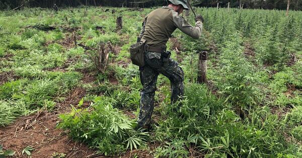 Diario HOY | Antinarcóticos asestan duro golpe a narcos en Canindeyú
