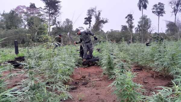 Sacan de circulación más de 300 toneladas de marihuana en Canindeyú - Megacadena - Diario Digital