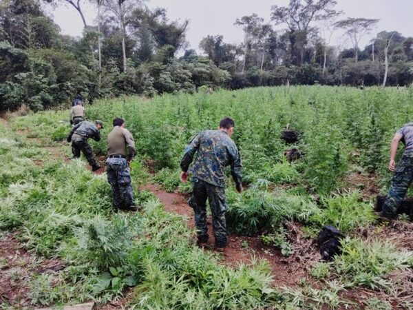 Sacan de circulación 326 toneladas de marihuana en Canindeyú - El Independiente