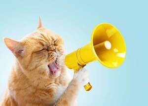Mascotas: ¿Por qué los gatos no quieren que se les toquen las patas? - Mascotas - ABC Color