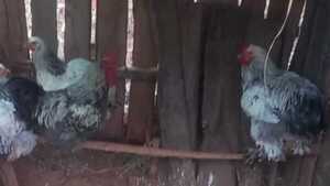 Roban gallos de raza que cuestan más de G. 300 mil