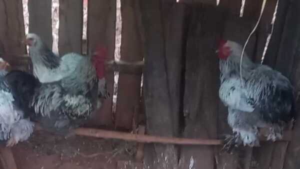 Roban gallos de raza que cuestan más de G. 300 mil