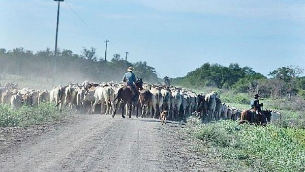 Más de 100 crías de ganado habrían muerto a causa del intenso frío en Horqueta