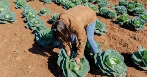 Diario HOY | Hambre Cero: vincularán a Mipymes con proveedoras adjudicadas