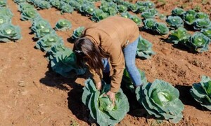 Gobierno define estrategia para que pequeños productores y mipymes sean proveedores de alimento escolar – Prensa 5