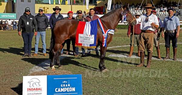La Nación / Ganadera Sofía se coronó con dos grandes campeones en la raza criolla